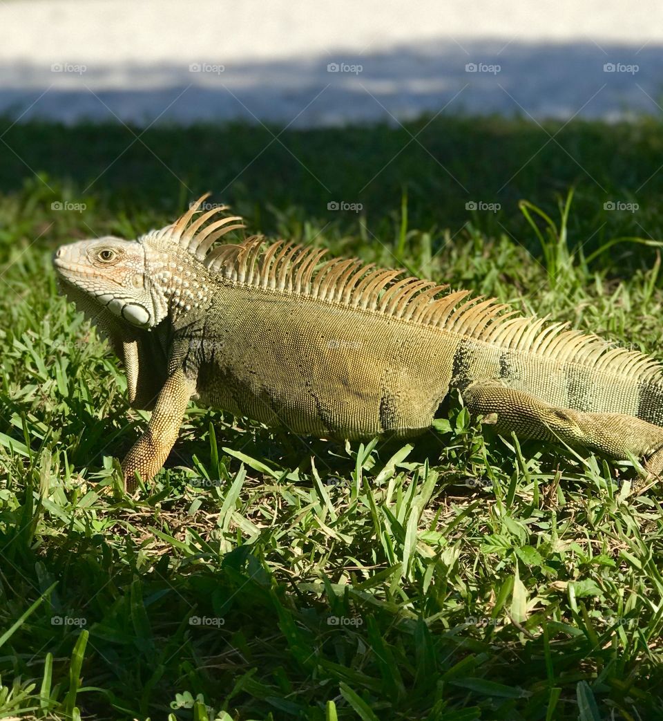 A beautiful iguana just hanging out on the Grass in Marathon Key, Florida. 