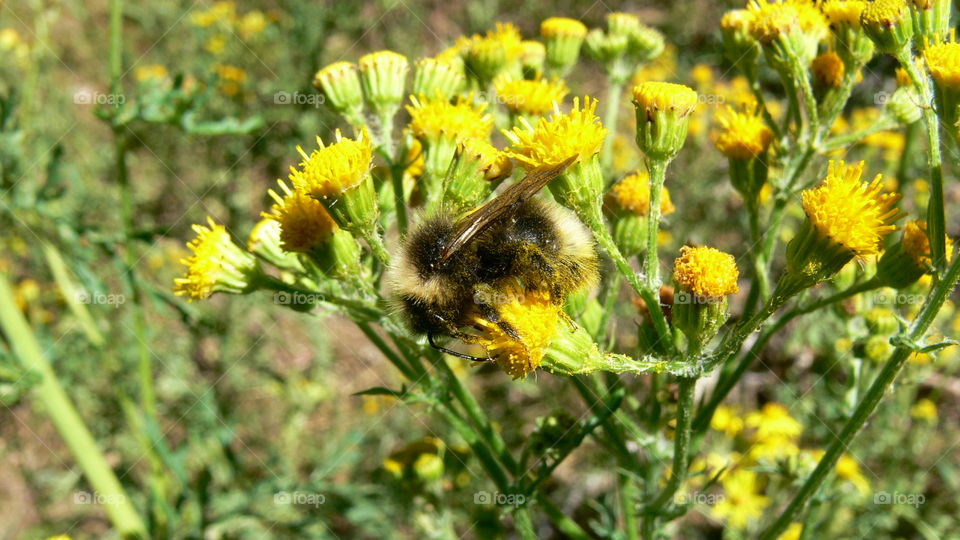 Hummel auf einer Blume