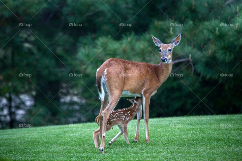 Fawn Nursing 