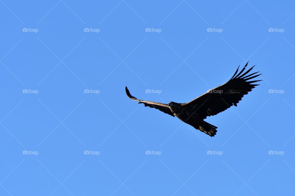 Magnificent sea eagle