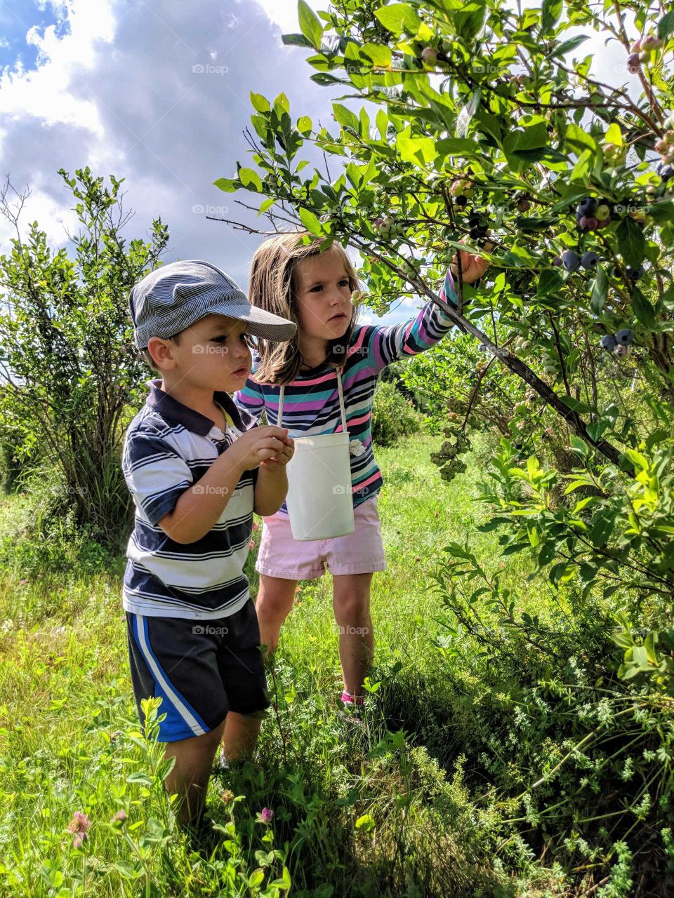 siblings picking blueberries