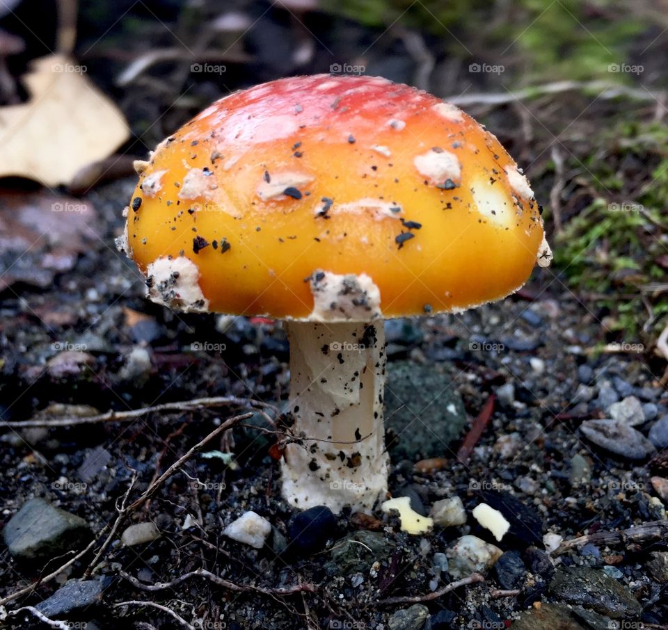 Amanita Muscaria 1 of 2. I love all of natures little friends, and fungi are sp interesting. And who doesn’t love the mushroom that stars in Mario games? 