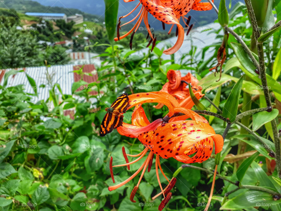 butterfly perching on flower