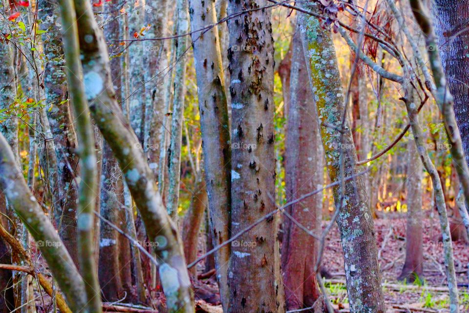 Color and shadows in the forest