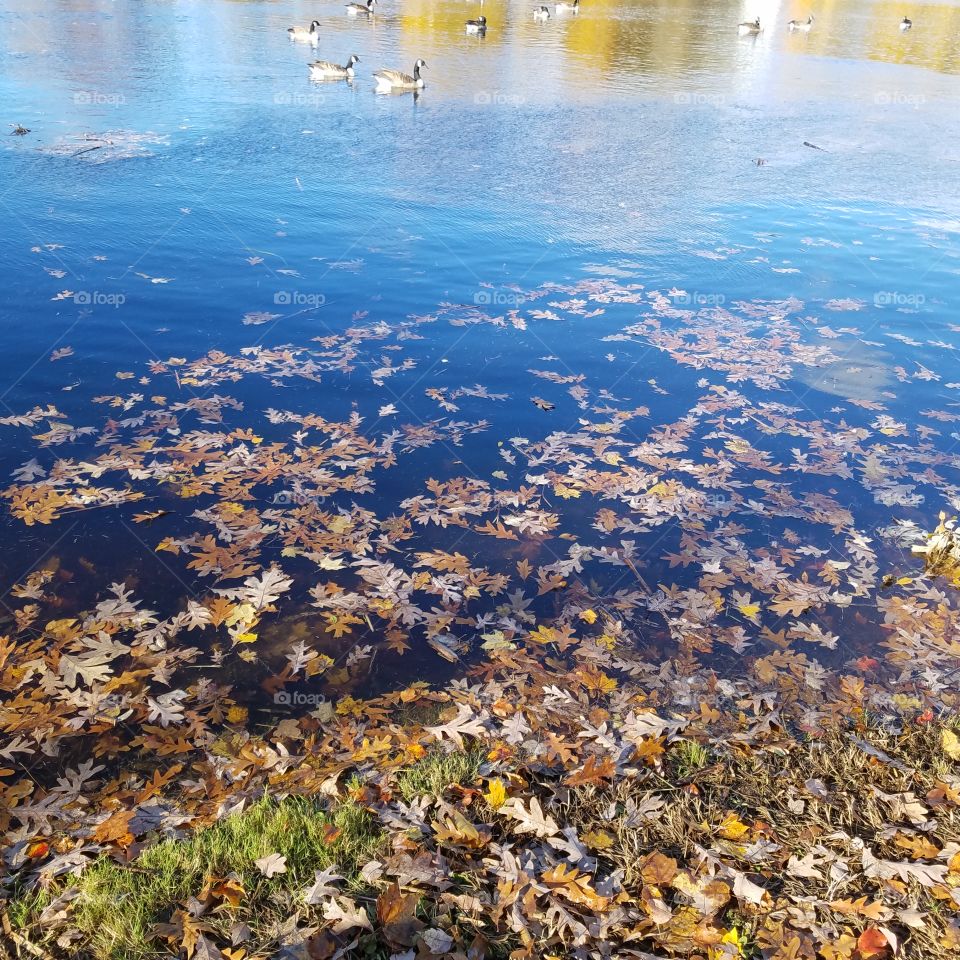 Leaves in water 2018