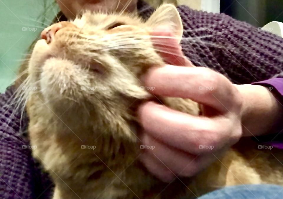 More petting, please 