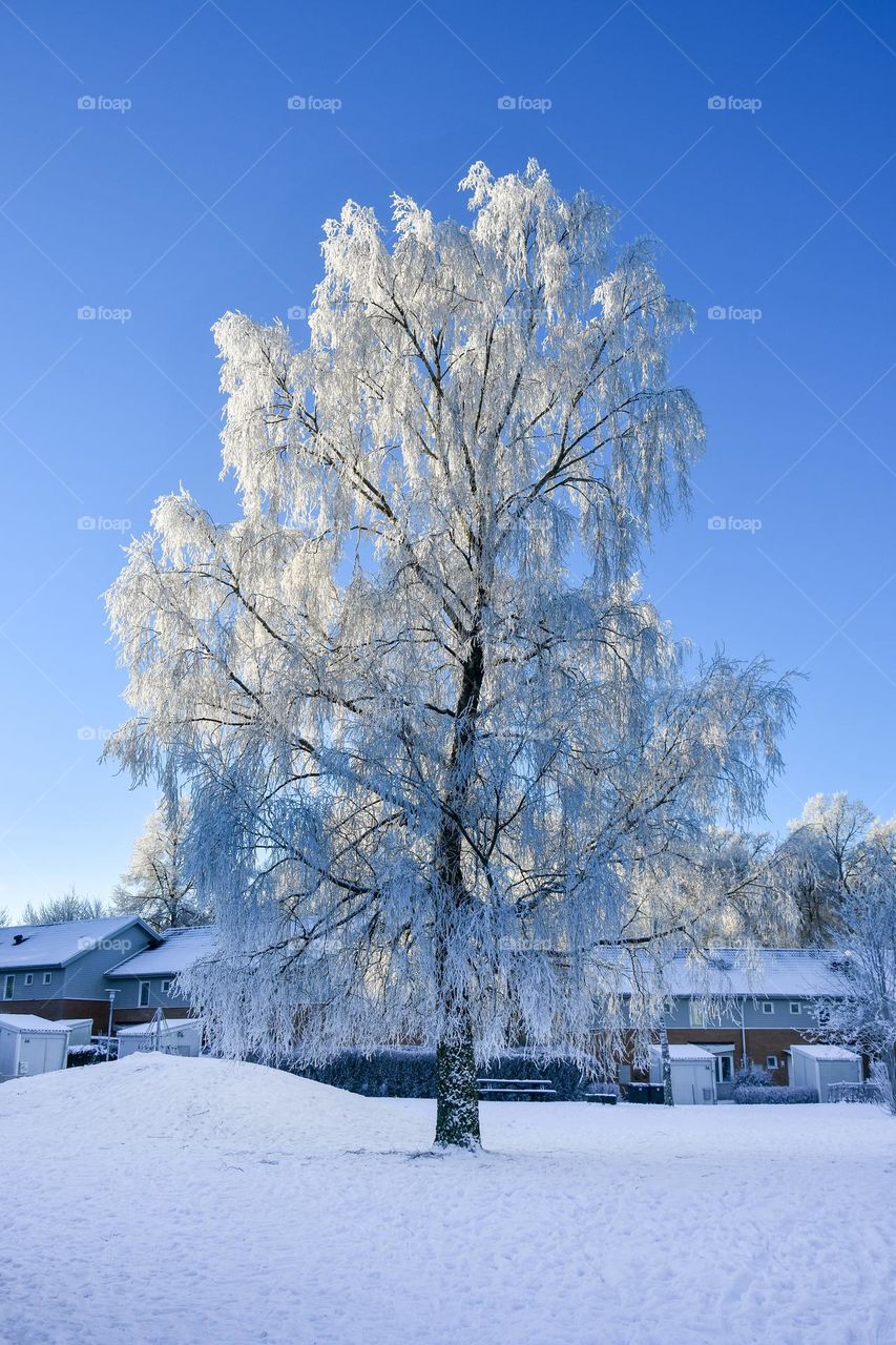 A tall tree in winter