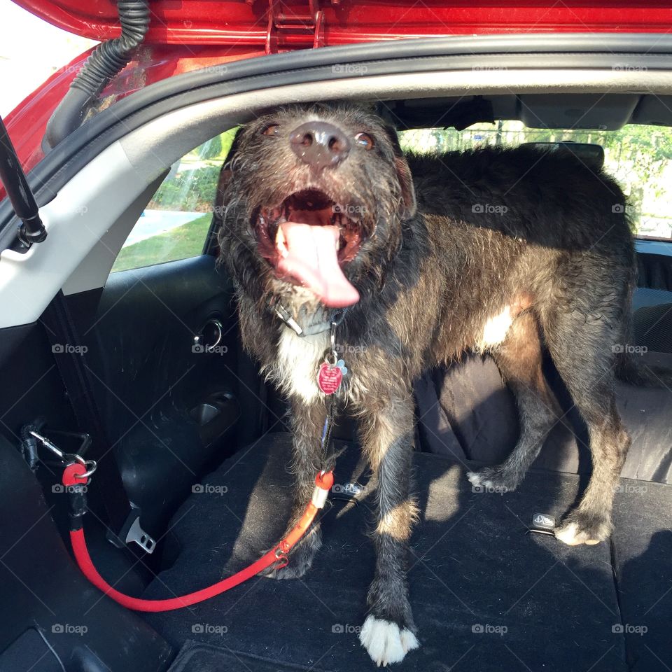 Slash is so happy to be headed to the dog park