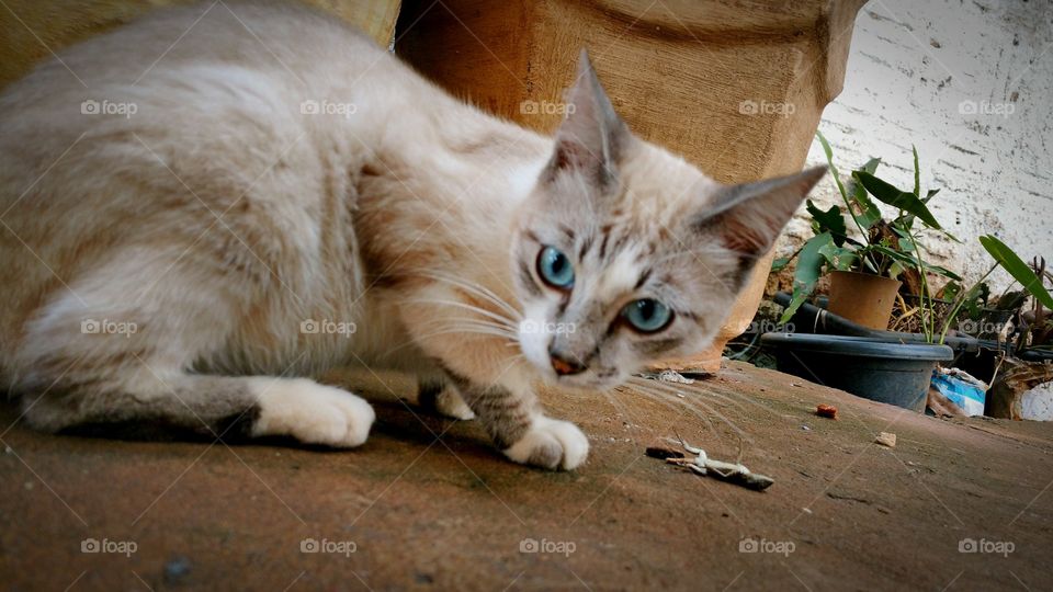 Gato com lagartixa. Brinca muito antes de comer ou nem come.