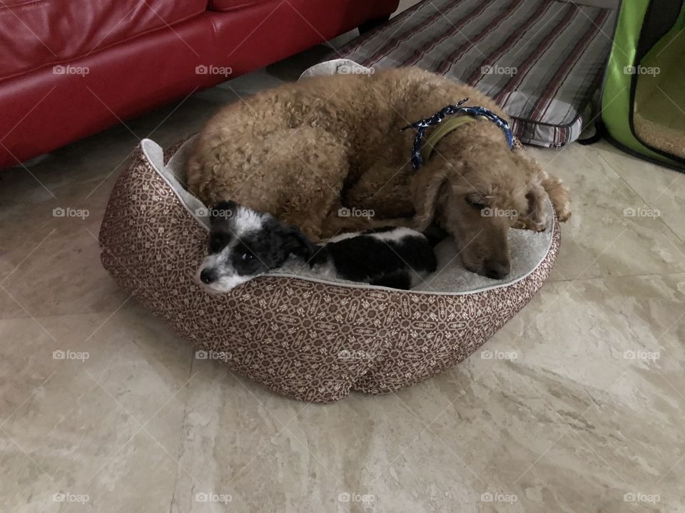 Two pups and one bed