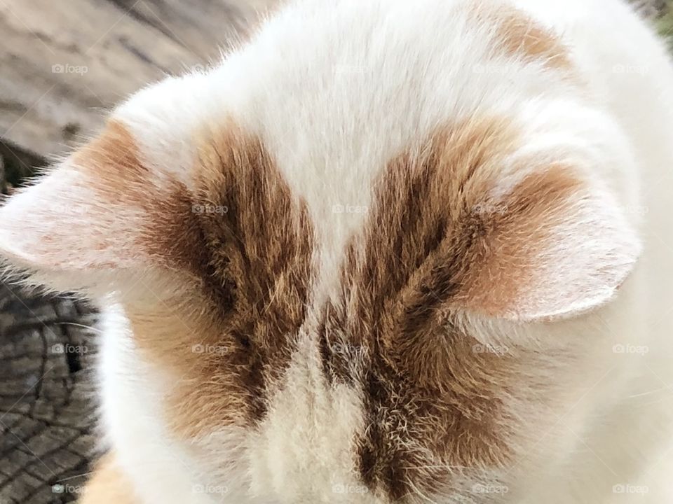 Ears of a kitty