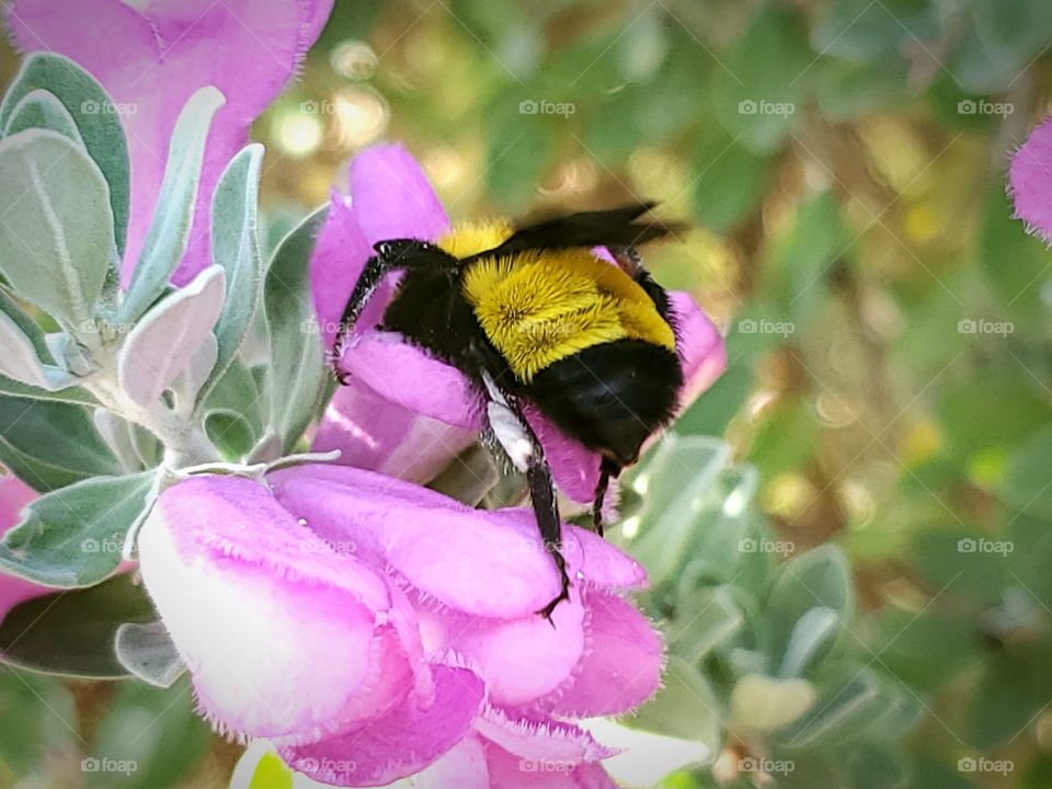 Sonoran bumblebee with it's entire head inside of a pink cenizo flower it is pollinating.