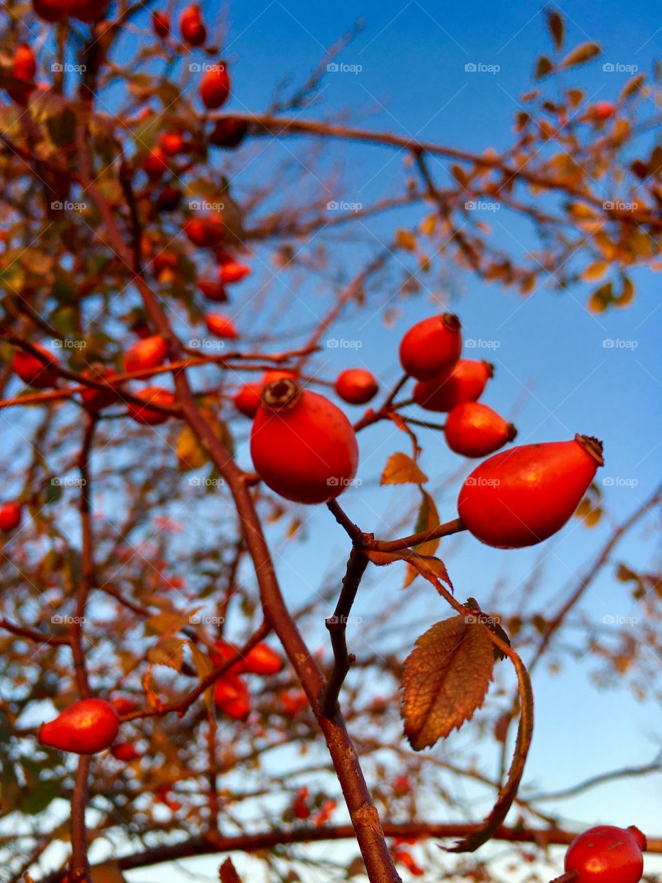 fruits of rose hips in full maturation