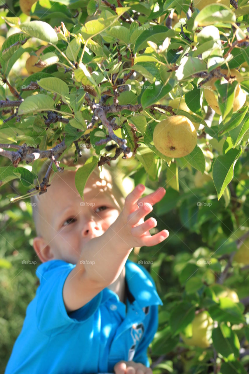 Harvest Time