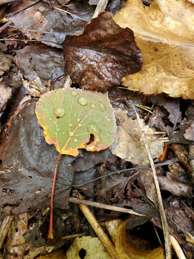 Another that is annoucing fall here in St-Jean-de-Matha, Québec, Canada, with pretty rain drops resting on it.