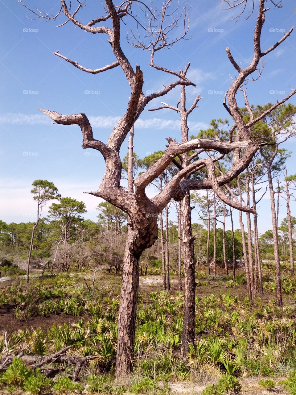 Tree Growing All Around . taken near Panama City Beach