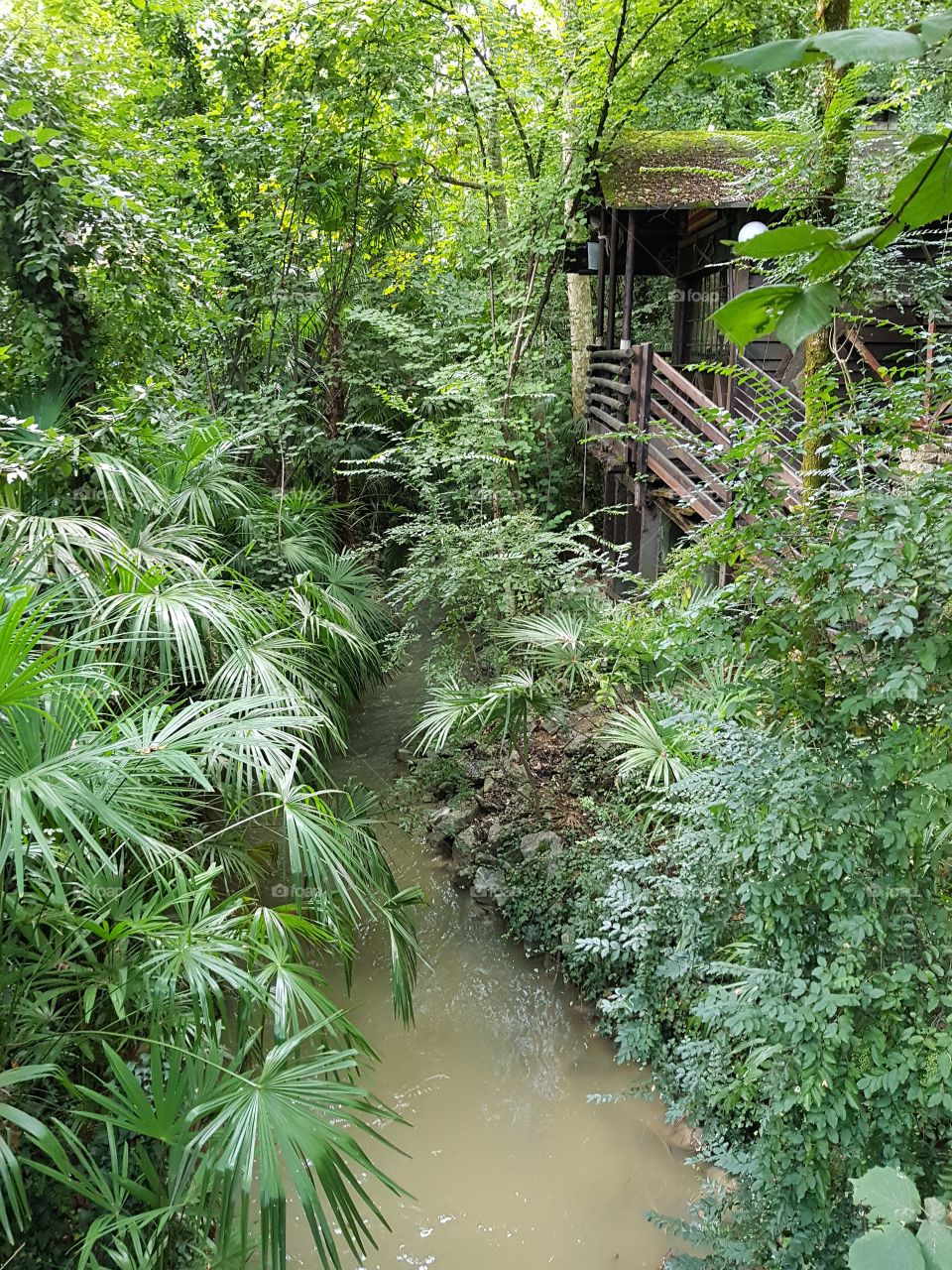 Footbridge in the jungle