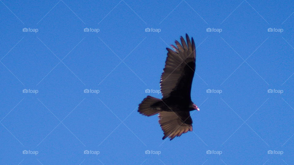 turkey buzzard flight soar hover red beak sky blue silhouette wild bird