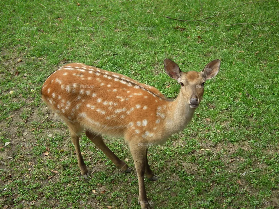 roe