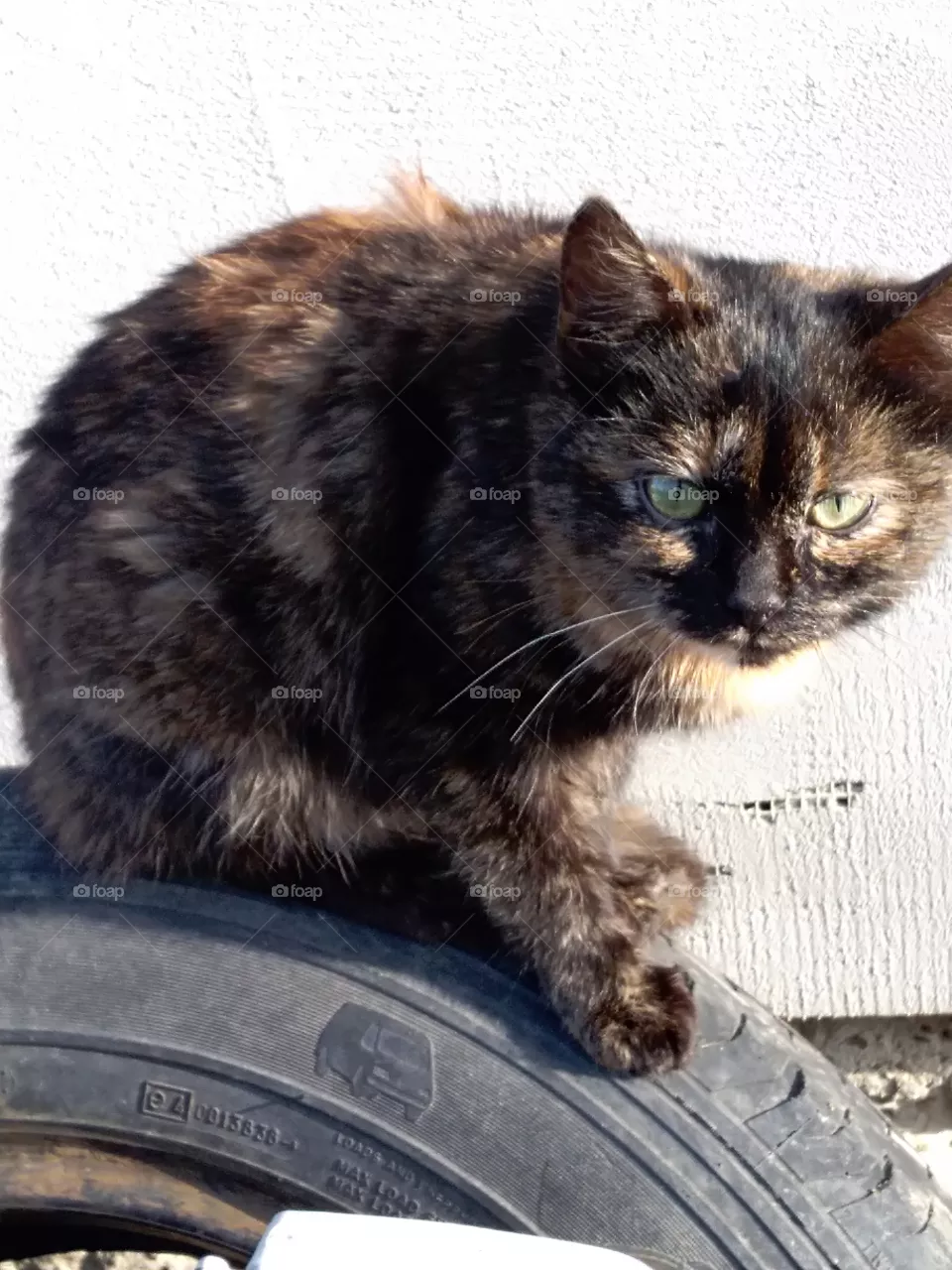 cat