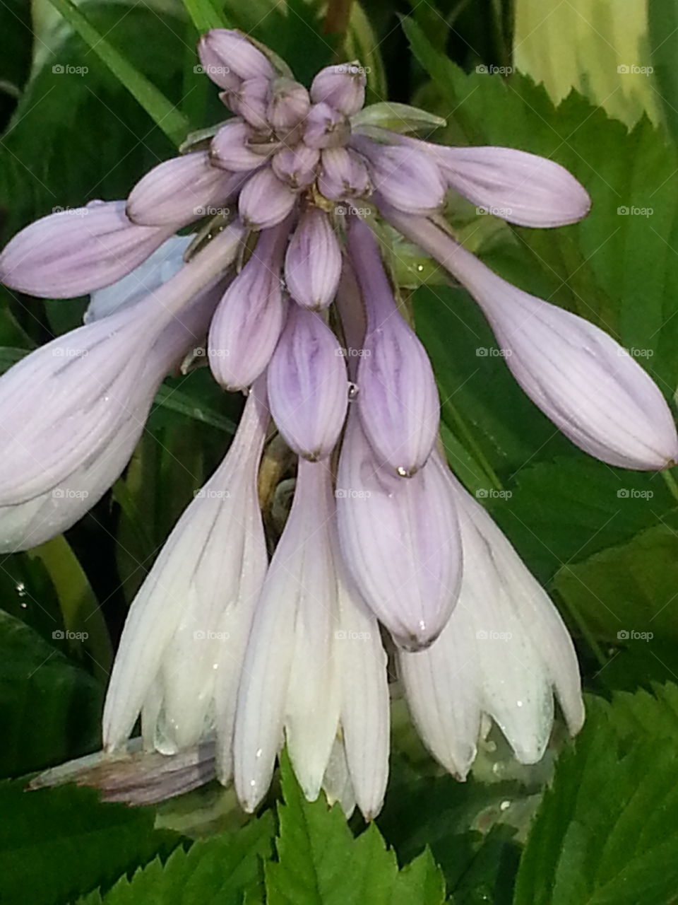 flower in the garden