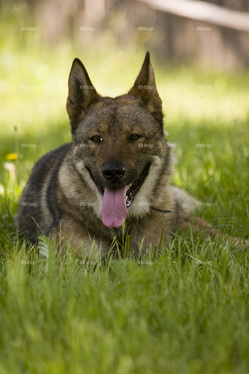 Mammal, Dog, Canine, Grass, Animal