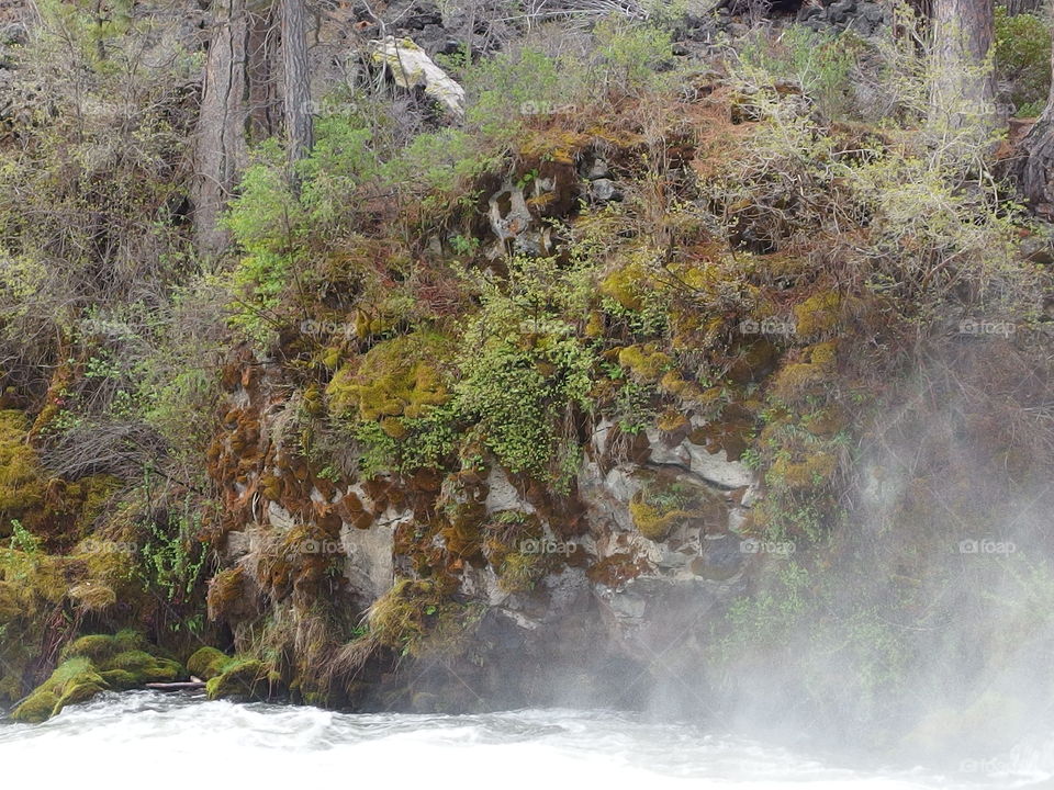 The roaring waters of the Deschutes River at Dillon Falls in the forest with spring runoff rushing through its rock canyon covered in hardened lava rock, moss, bushes, and ponderosa pine trees. 