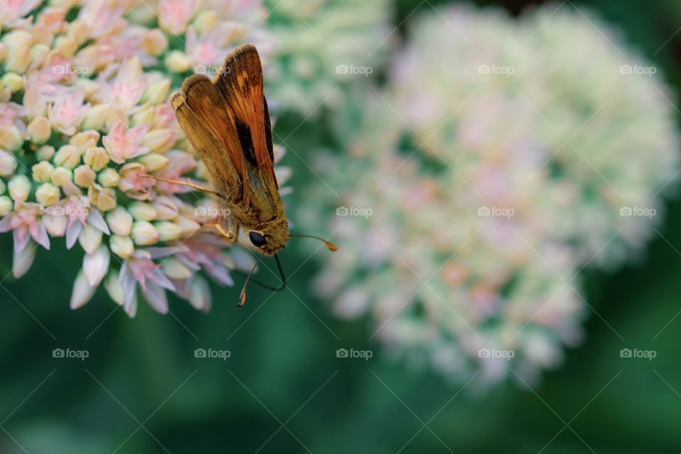 Butterfly Perched On A Flower, Butterflies In The Garden, Insect Portrait, Photography Of Wildlife, Pretty Butterfly In The Garden 