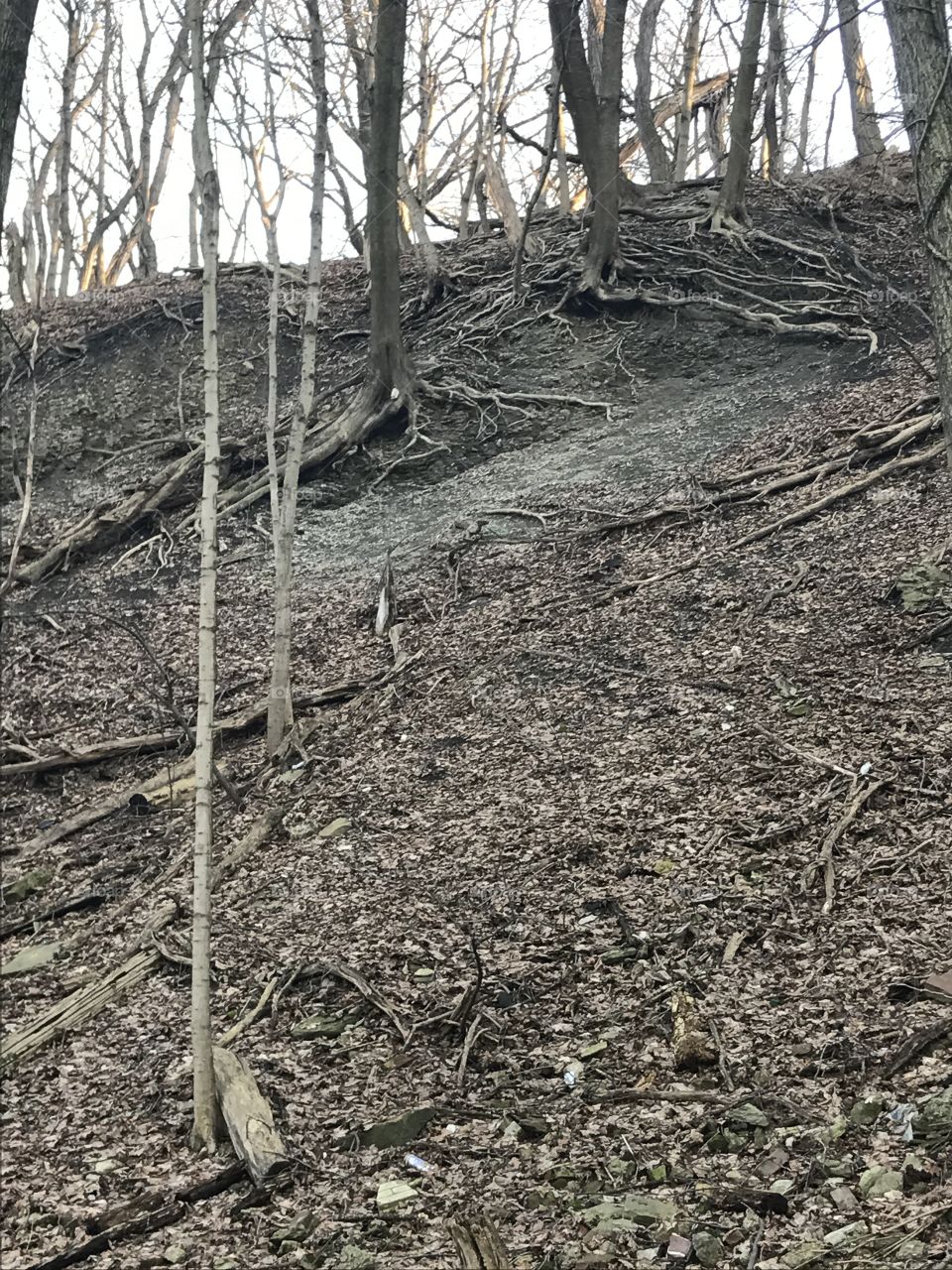 Soil, Nature, Tree, No Person, Wood