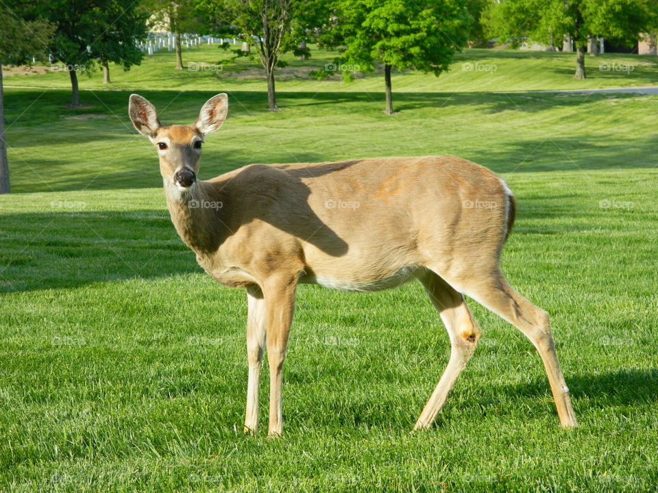 Deer standing in grass