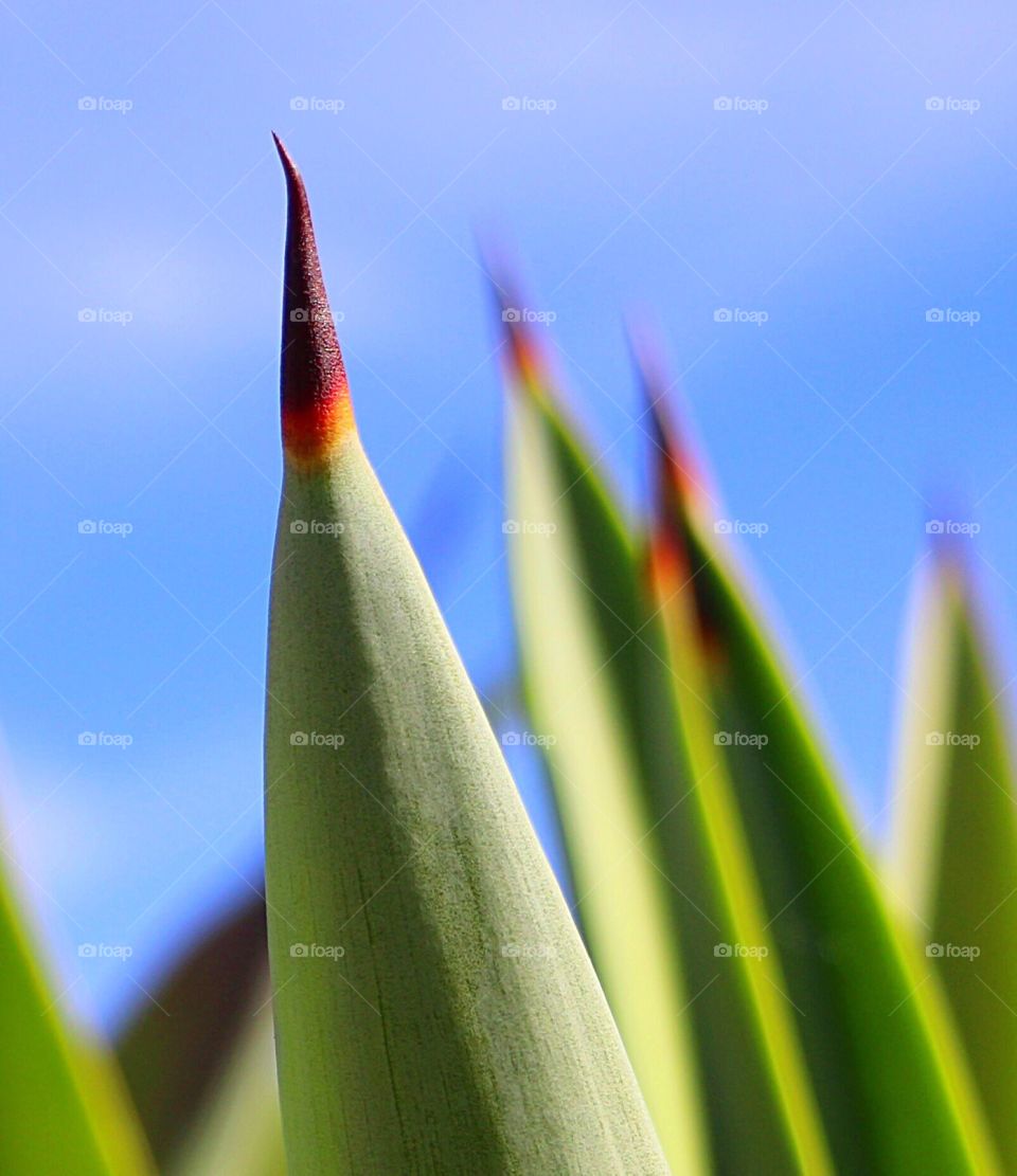Close-up of aloe vera plant