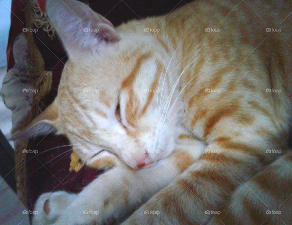 House cat enjoying a afternoon nap after eating fish