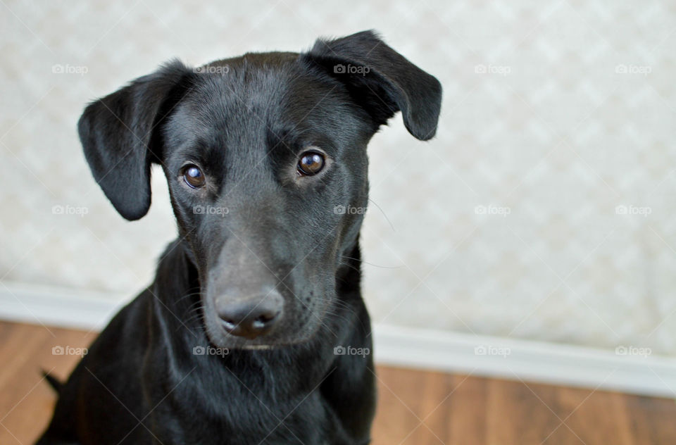 Portrait of a black labrador retriever indoors