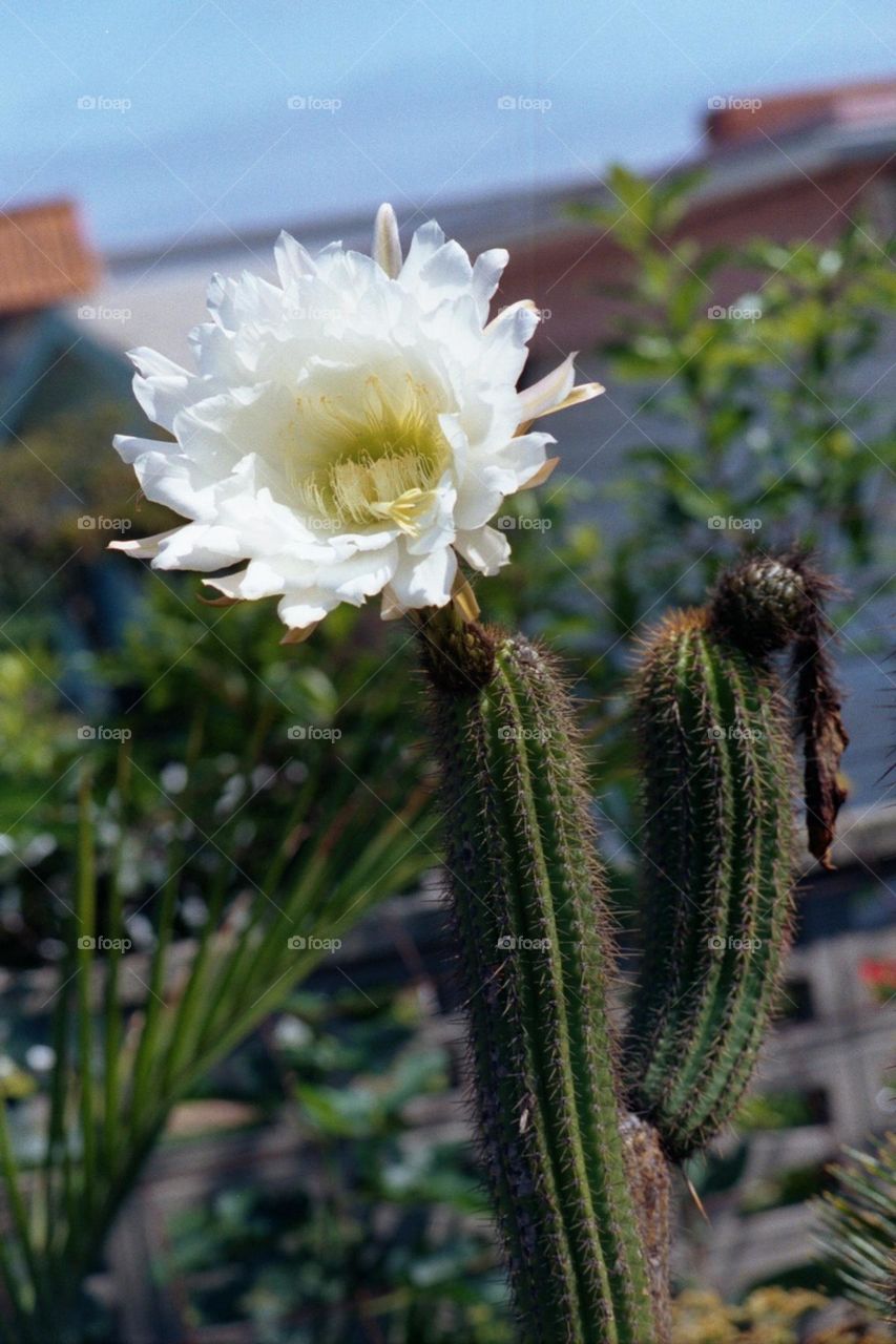 White cactus bloom