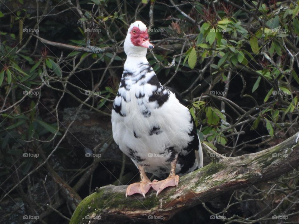 A close up of a duck
