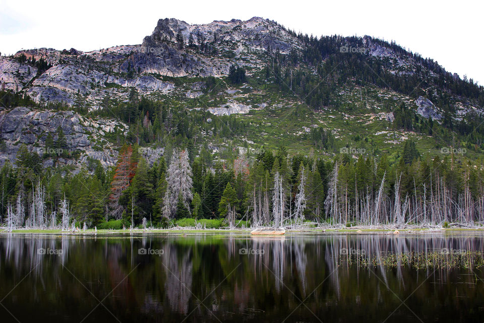 Dead Trees on a Swamp