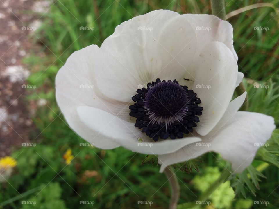 Anemone