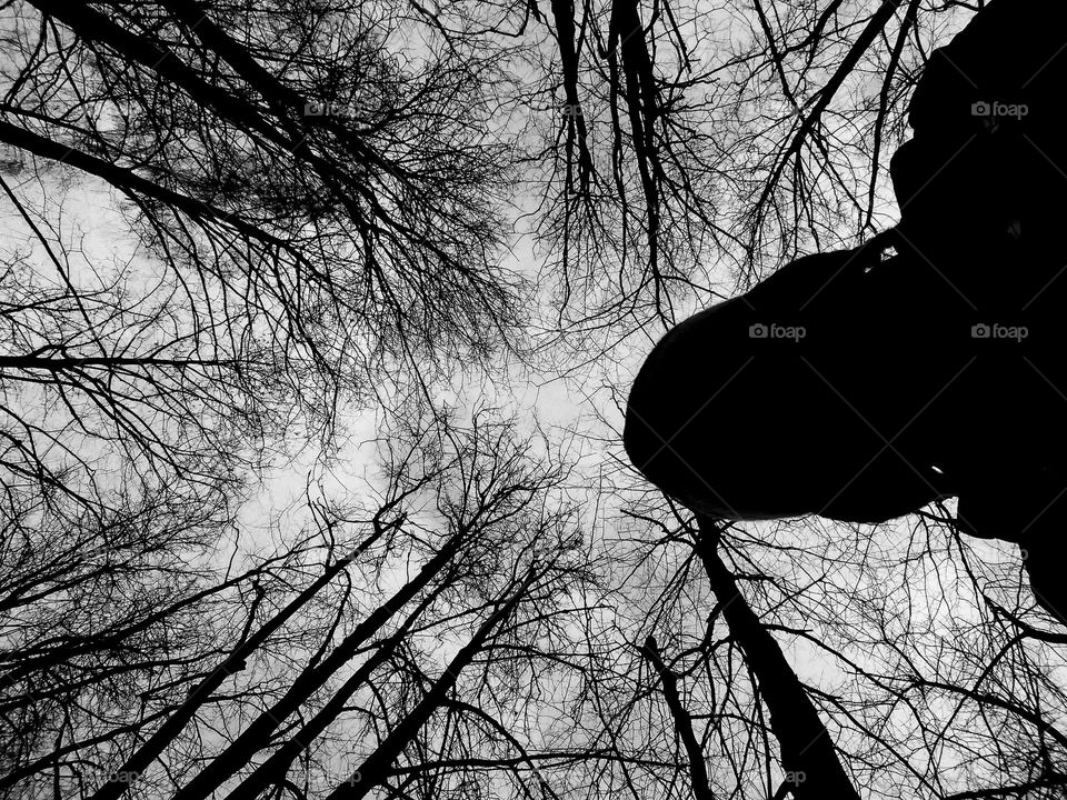 urban trees in the park black and white background