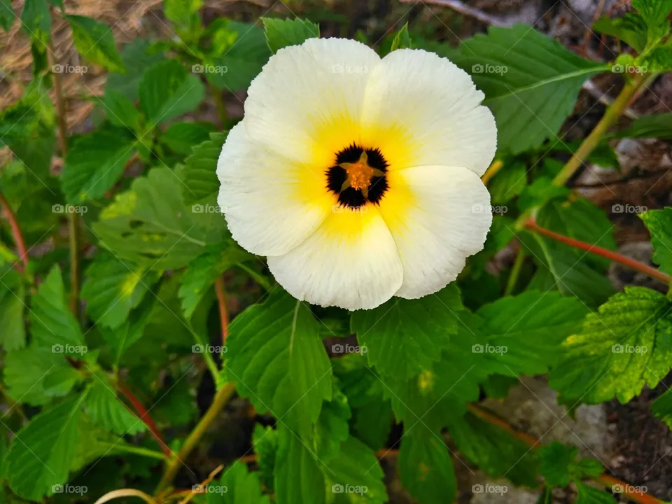 Flower