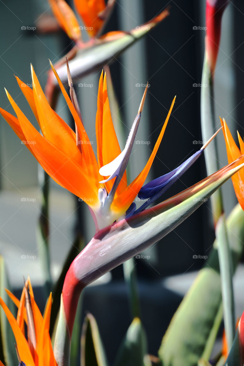 Bird of paradise. Close-up of a bird of paradise flower