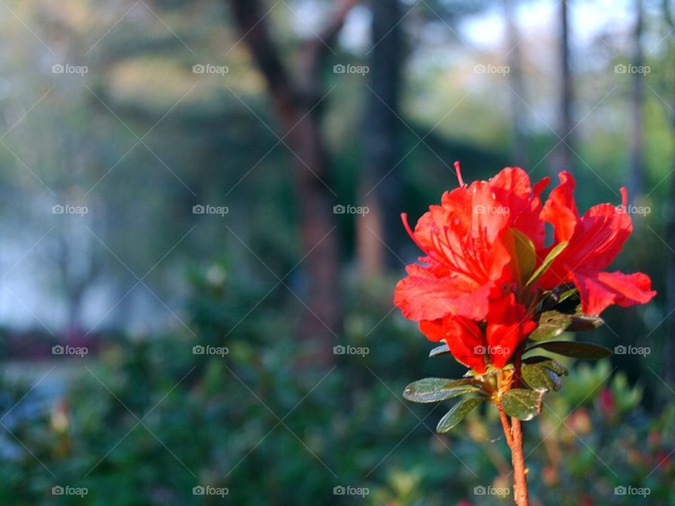 Red flower 1. Red flower