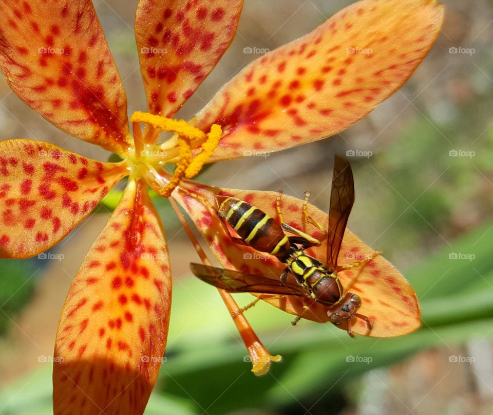 Blackberry Lily and friend