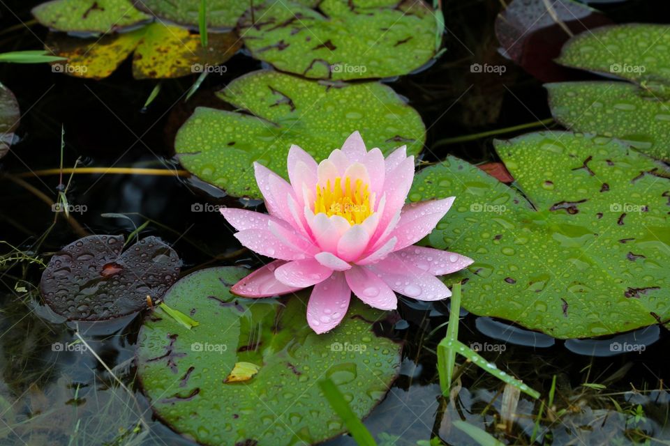 Pink Flower of a Water Plant