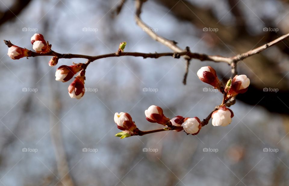 Bud on tree branch