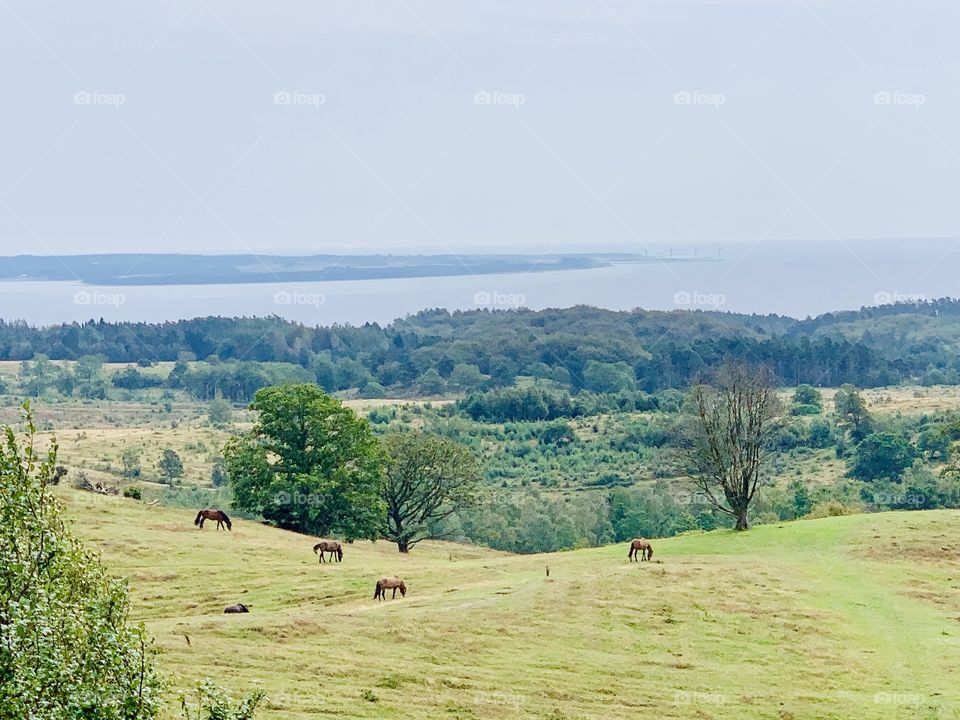 Agri baunehøj