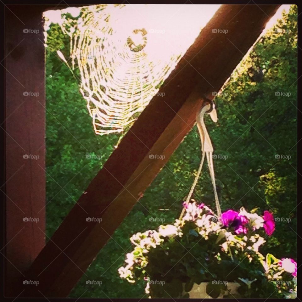 Spiderweb glowing in the sun. 