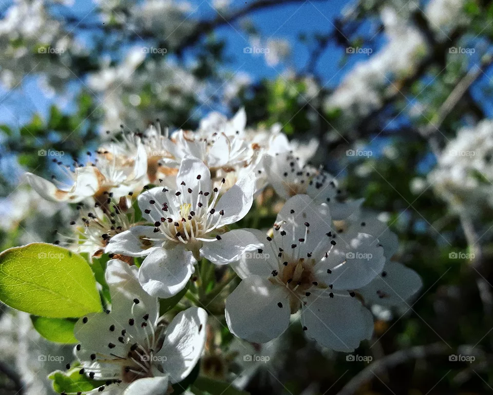 🌼🌸