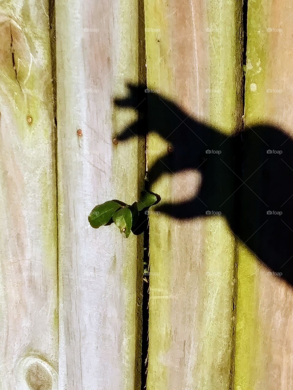 shadow hand plucks a leaf