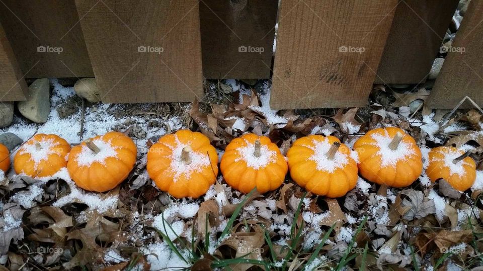 chilly pumpkins