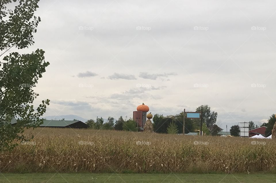 Giant pumpkin on a silo 